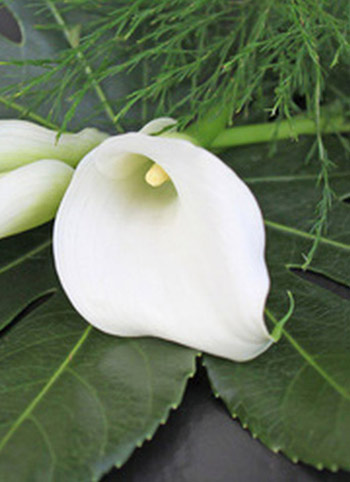 Trauerfloristik, Blumenschmuck mit weißer Lilie